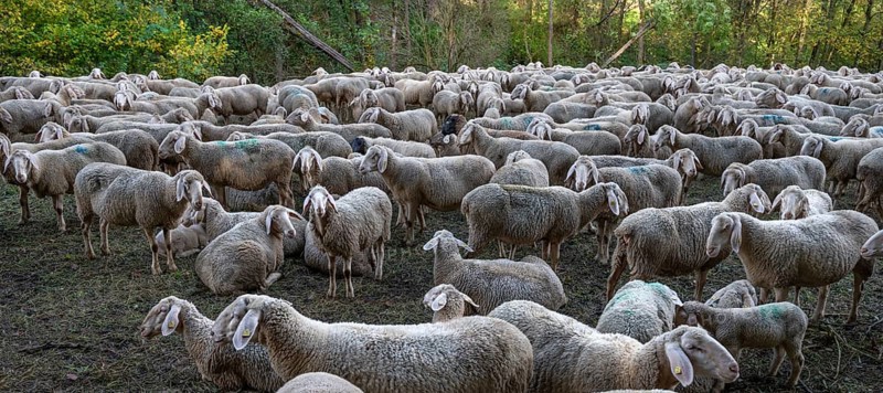 A herd of Merinoland sheep in a fenced pasture, Thuisbrunn, Upper Franconia, Bavaria, Germany, Europe