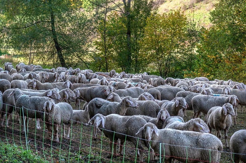 A herd of Merinoland sheep in a fenced pasture, Thuisbrunn, Upper Franconia, Bavaria, Germany, Europe