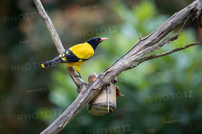 Black-headed oriole (Eurasian Golden Oriole xanthornus), Kaeng Krachan National Park, Thailand, Asia