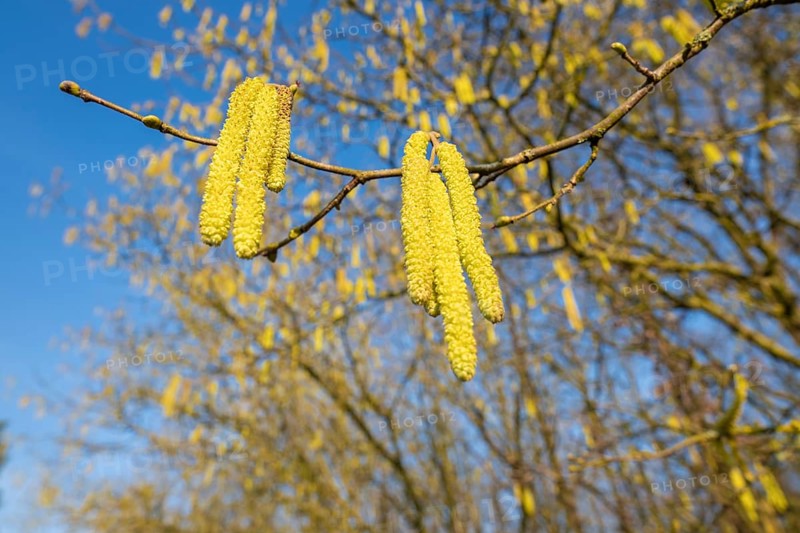 Common hazel (Corylus avellana) also known as hazel bush or hazelnut bush, male, yellow inflorescences, catkins, blue sky, Lower Saxony, Germany, Europe