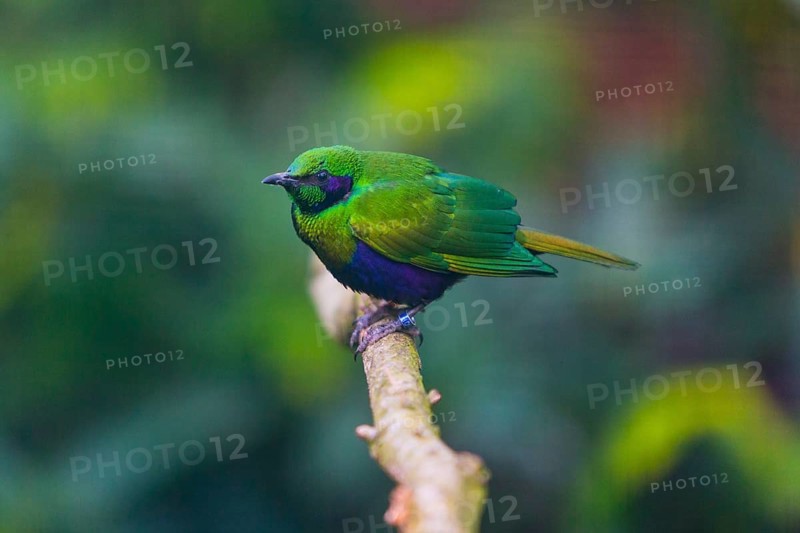 Emerald Starling (Lamprotornis iris), adult bird perched on a branch, native to Africa, captive, Germany, Europe