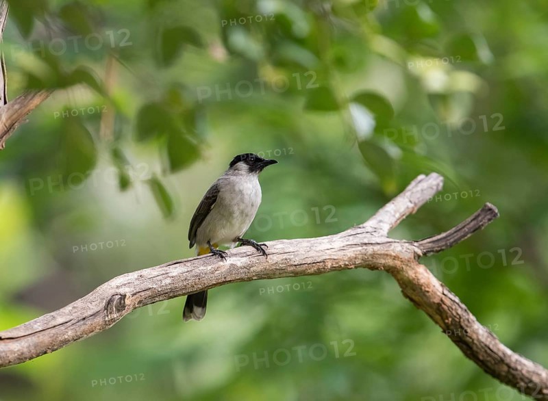 Sooty-crested Bulbul (Pycnonotus aurigaster), Phetchaburi, Kaeng Krachan National Park, Thailand, Asia