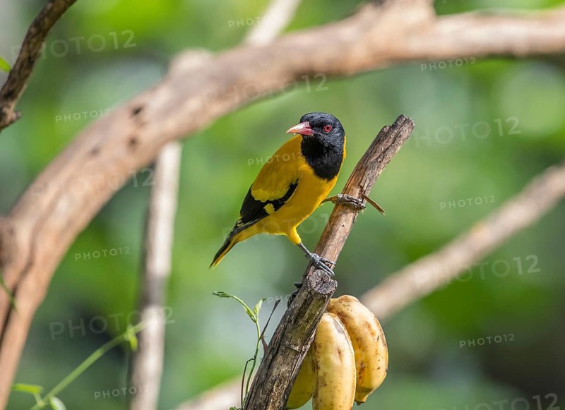 Black-headed oriole (Eurasian Golden Oriole xanthornus), Kaeng Krachan National Park, Thailand, Asia