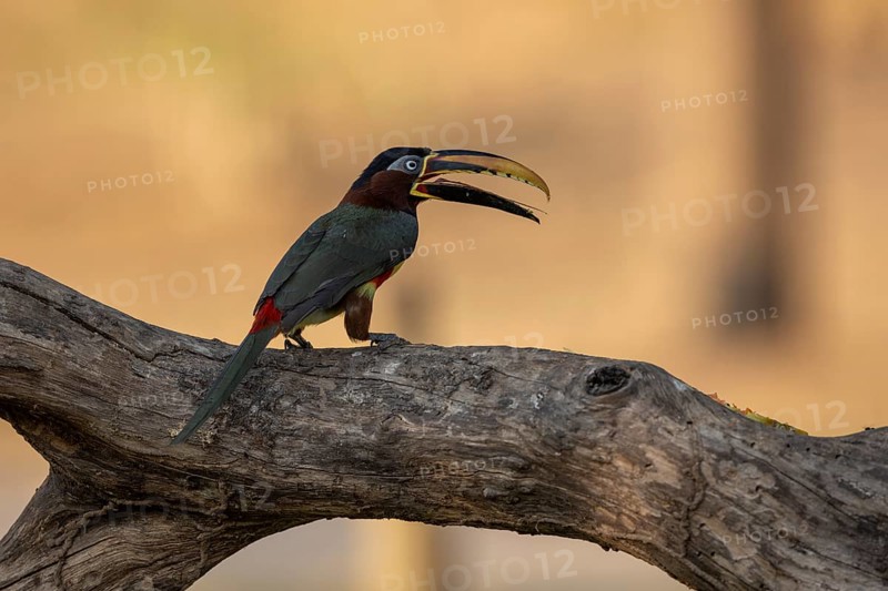 Brown-eared Aracari (Pteroglossus castanotis), tongue visible, Pantanal, Brazil, South America