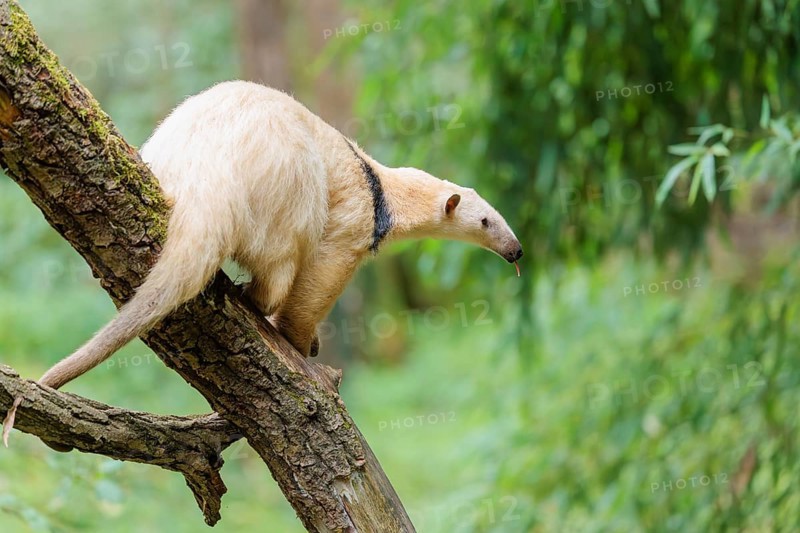 A Southern Tamandua (Tamandua tetradactyla) sits on a leaning tree in a forest and observes its territory