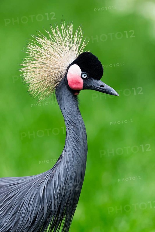 Black Crowned-crane (Balearica pavonina), portrait of adult bird, native to equatorial Africa, captive, Germany, Europe