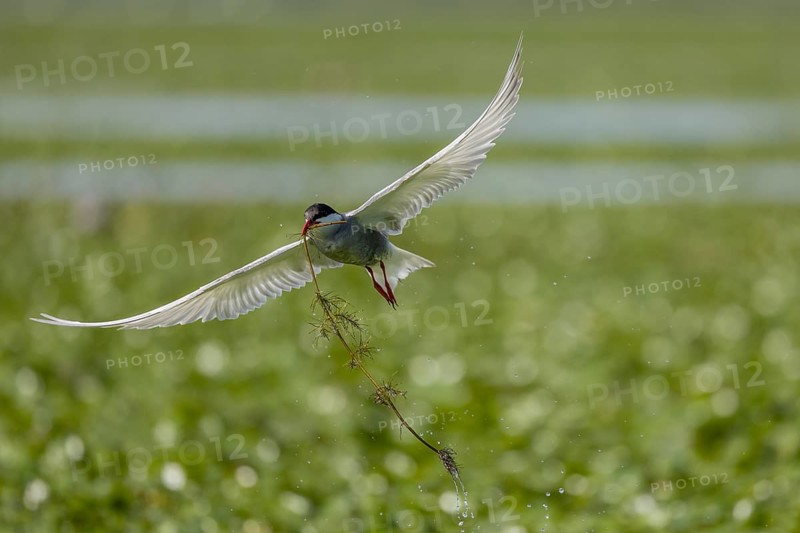 White-bearded Tern (Chlidonias hybrida), flying with nesting material, Danube Delta, Romania, Europe