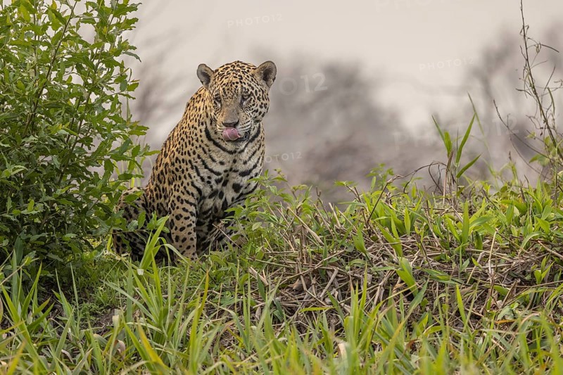 Jaguar (Panthera onca), upper edge of steep bank, Pantanal, Brazil, South America