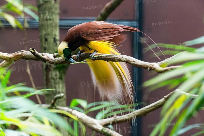 Raggiana Bird-of-paradise (Paradisaea raggiana), adult male bird perched on a branch, playing with a leaf, native to Papua New Guinea, captive, Germany, Europe