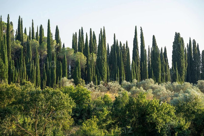 Tuscan landscape, country estate with, olive trees and cypresses in Chianti, Chianti Region, Tuscany, Italy, Europe
