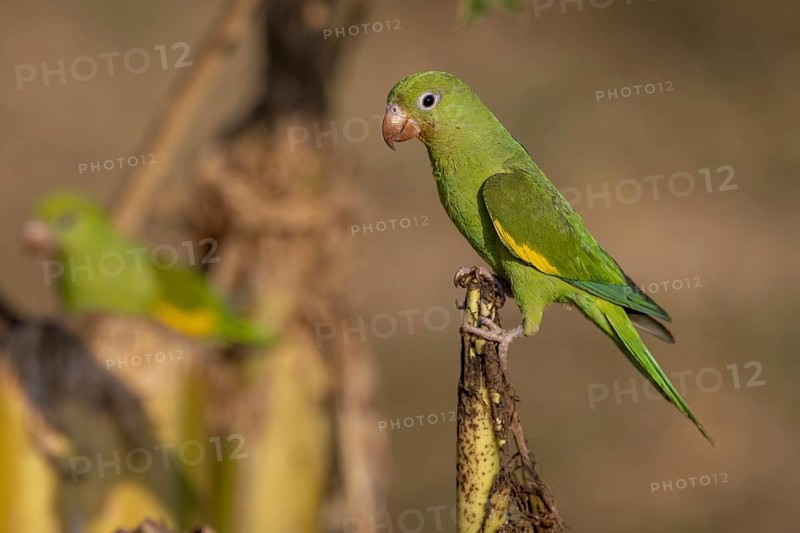 Yellow-winged Parakeet (Brotogeris chiriri) or Canary-winged Parakeet, on cut banana trees, Pantanal, Brazil, South America