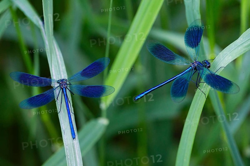 Banded Demoiselles (Calopteryx splendens), two adult males resting amongst tall grass, Hesse, Germany, Europe