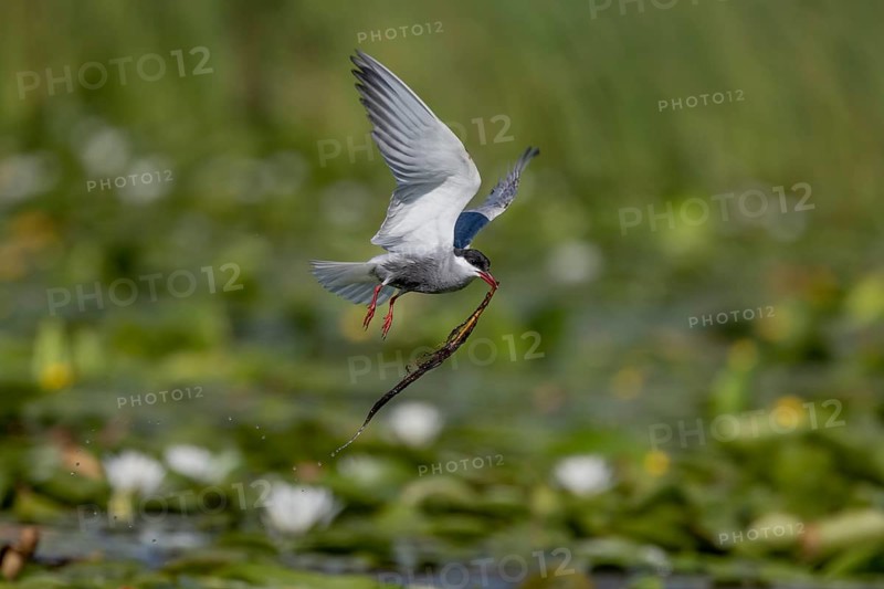 White-bearded Tern (Chlidonias hybrida), flying with nesting material, Danube Delta, Romania, Europe