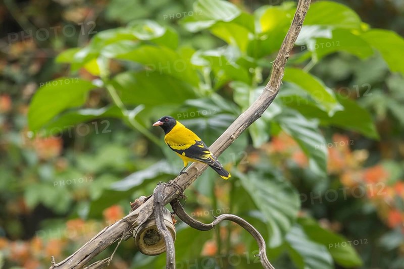 Black-headed oriole (Eurasian Golden Oriole xanthornus), Kaeng Krachan National Park, Thailand, Asia