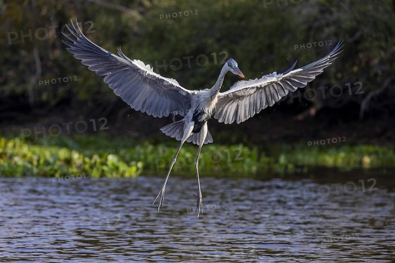 Cocoirei heron (Ardea cocoi), hunting fish in flight, Rio Claro, Pantanal, Brazil, South America