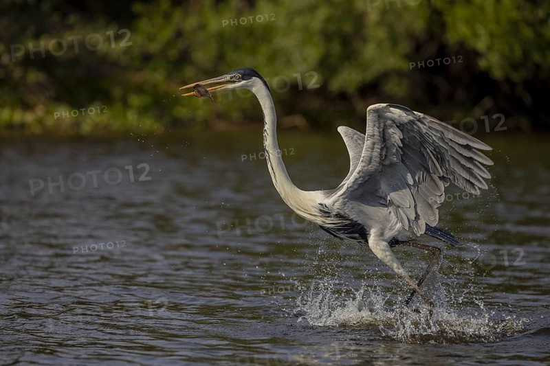 Cocoirei heron (Ardea cocoi), flying with fish, Pantanal, Brazil, South America