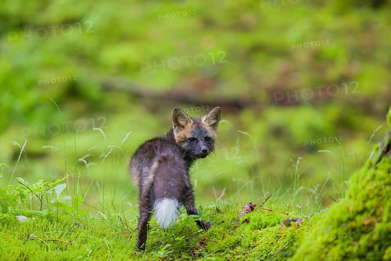 One young silver fox (Vulpes vulpes) exploring the surrounding of its den on the mossy forest floor