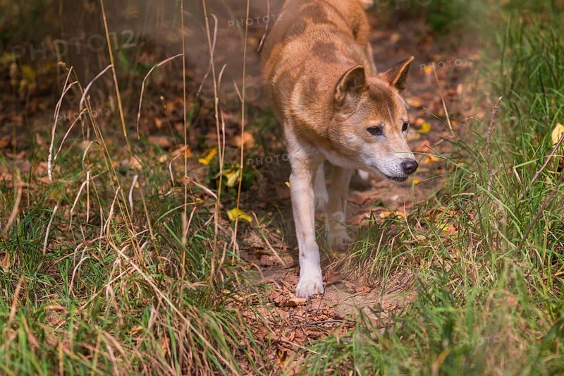 One New Guinea singing dog or New Guinea Highland dog (Canis hallstromi) (Canis dingo hallstromi, Canis familiaris) walking out of the forest towards the camera