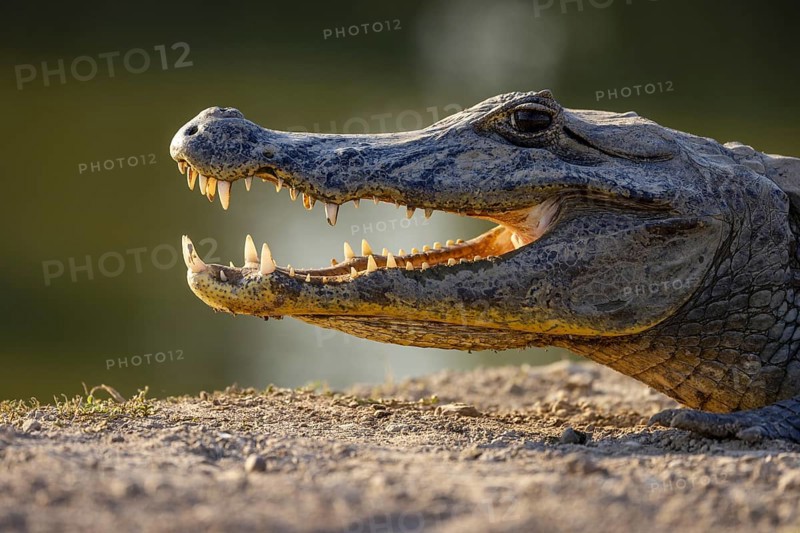 Spectacled caiman (Caiman yacare), head portrait against the light, Pantanal, Brazil, South America
