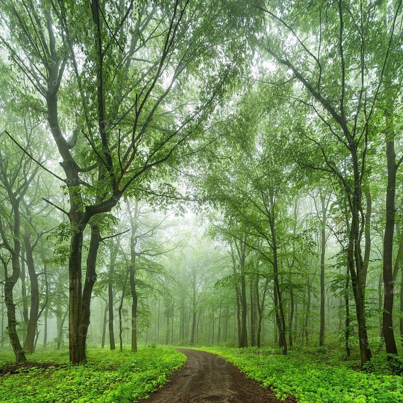 Hiking trail through near-natural deciduous forest of beech, oak and hornbeam with fog in spring, near Freyburg, Saxony-Anhalt, Germany, Europe