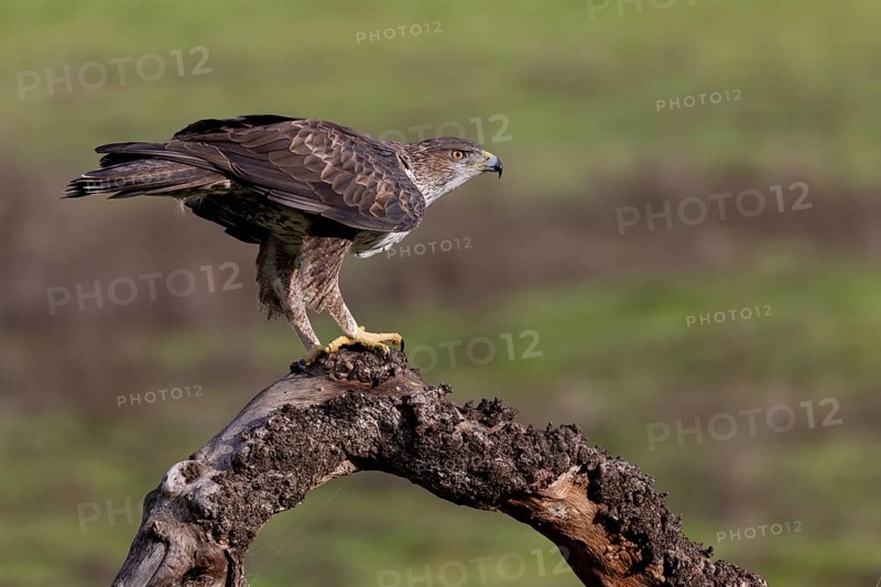 Bonelli's eagle (Aquila fasciata), on branch, Sierra Morena, Andalusia, Spain, Europe