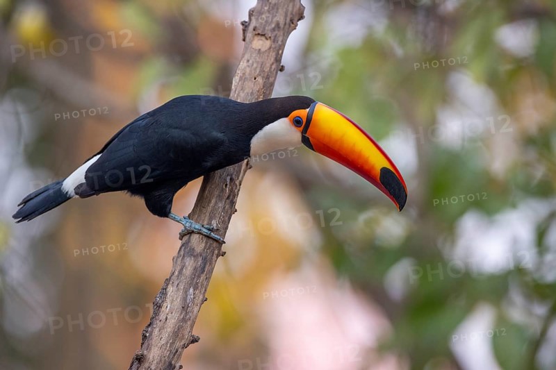 Giant toucan (Ramphastos toco), on branch, Pantanal, Brazil, South America
