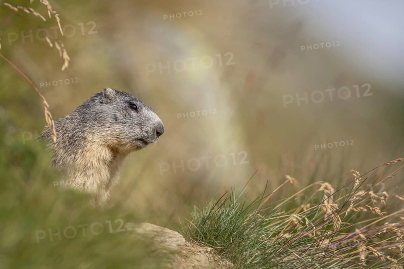 An alpine marmot (Marmota marmota) stands on a rock. The animal is brown and grey. Aosta, Gran Paradiso, Italy, Europe