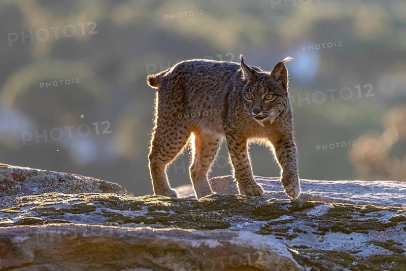 Lynx pardinus, male, running over stone, backlight, background far away, Sierra de Andujar, Andalusia, Spain, Europe