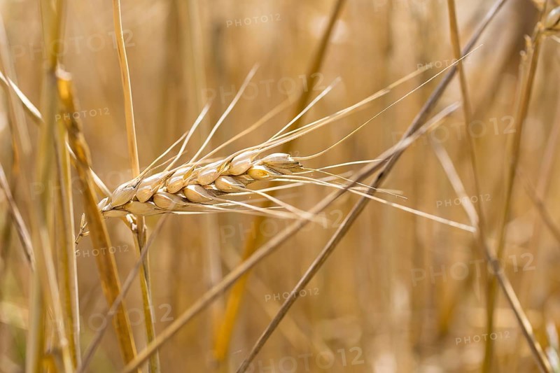 Grain field with ripe ears of wheat (triticum) in front of a blue sky, Riesa, Saxony, Germany, Europe