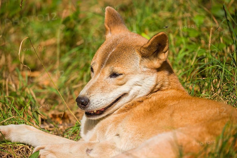One New Guinea singing dog or New Guinea Highland dog (Canis hallstromi) (Canis dingo hallstromi, Canis familiaris) lying on a meadow, resting in bright sun light