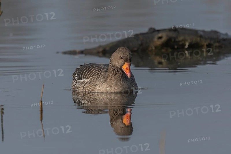 Greylag goose (Anser anser) swimming on a pond in a nature reserve. Lower Rhine, Alsace, France, Europe