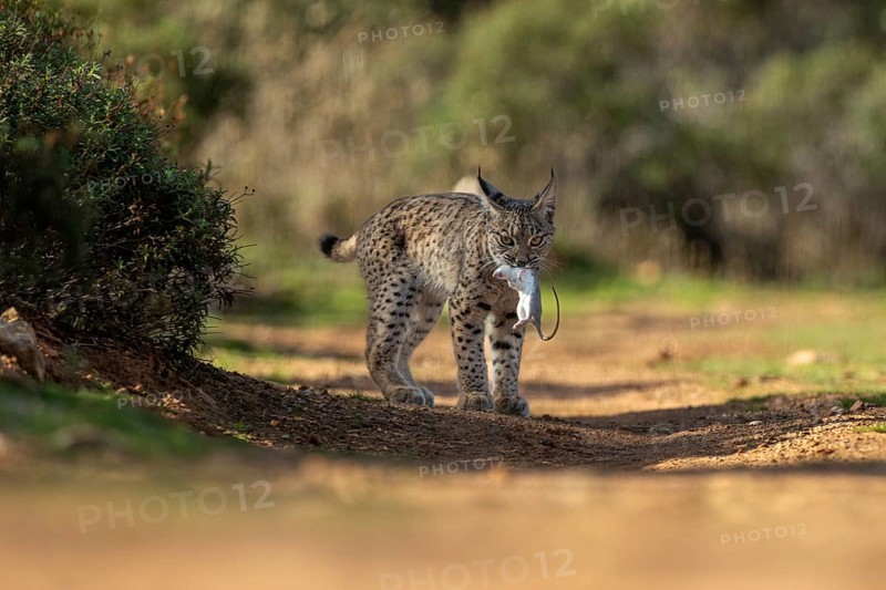 Lynx pardinus, young male, with rat in mouth, prey, La Mancha, Spain, Europe
