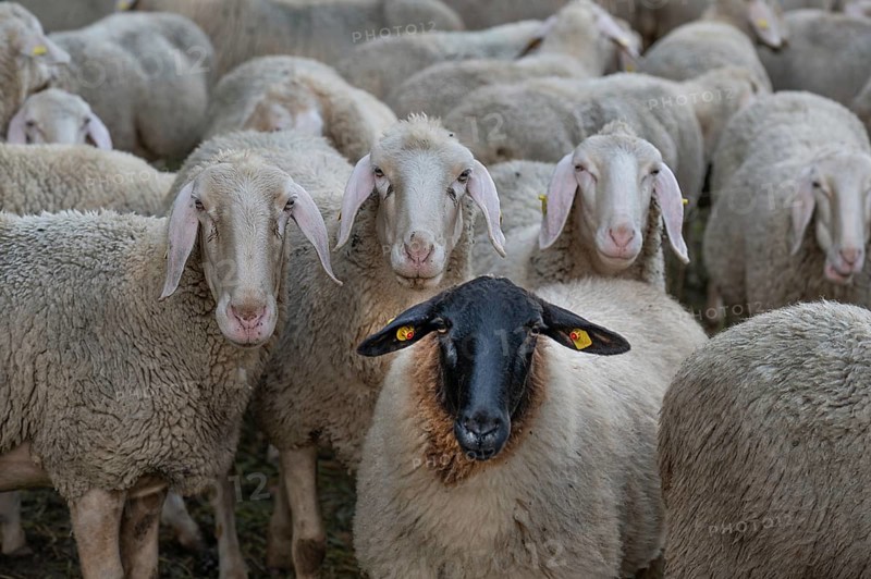 Blackface sheep among Merino sheep in the pasture, Thuisbrunn, Upper Franconia, Bavaria, Germany, Europe