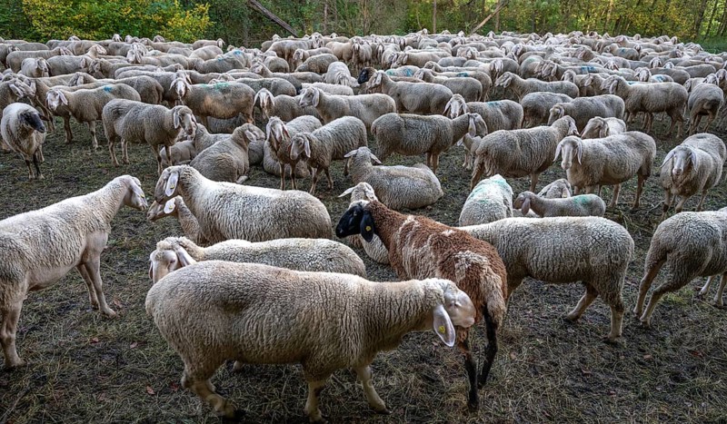 A herd of Merinoland sheep in a fenced pasture, Thuisbrunn, Upper Franconia, Bavaria, Germany, Europe