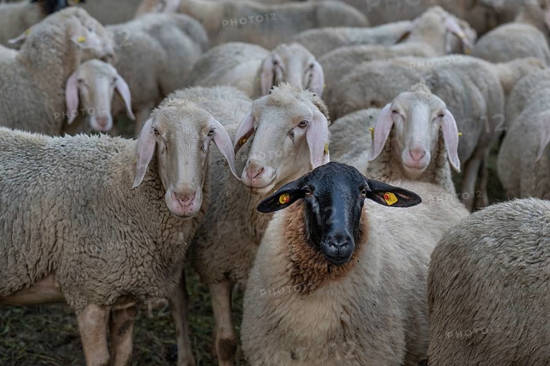 Blackface sheep among Merino sheep in the pasture, Thuisbrunn, Upper Franconia, Bavaria, Germany, Europe