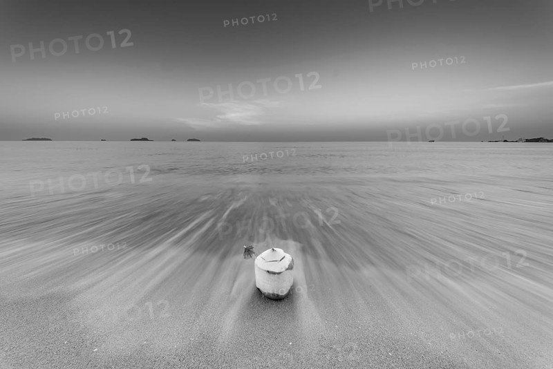 Coconut at sunrise on the beach, Koh Changi Island, Andaman Sea, Southern Thailand, Thailand, Asia