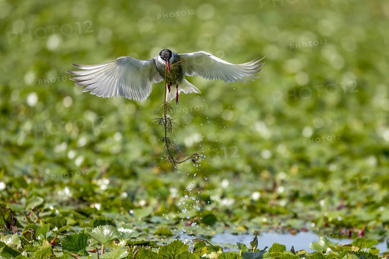 White-bearded Tern (Chlidonias hybrida), flying with nesting material, Danube Delta, Romania, Europe