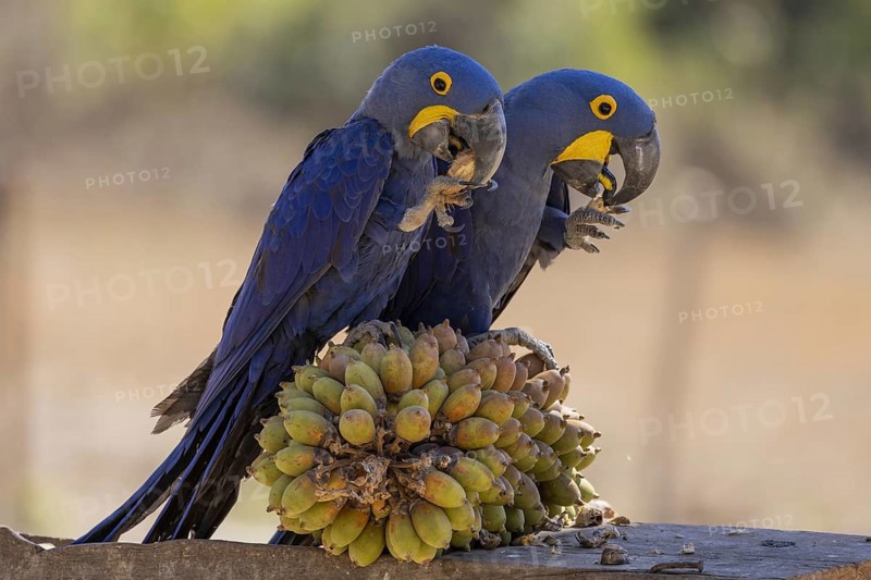 Hyacinth Macaw (Anodorhynchus hyacinthinus), 2 birds, on Urucuri (Attalea phalerata) palm fruit, Pantanal, Brazil, South America
