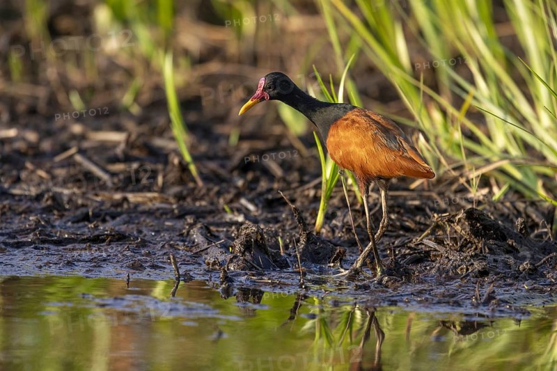 Red-fronted Jacana (Jacana jacana), on the bank, Pantanal, Brazil, South America