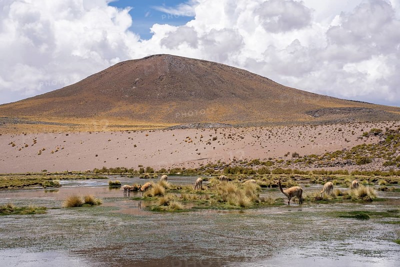 Rio Punilla, Los Nacimientos, Catamarca Province, Argentina, A desert landscape with animals grazing near a water source by the mountain, South America, Landscape with a mountain, grazing animals, and water under a cloudy sky, South America, Argentina, South America