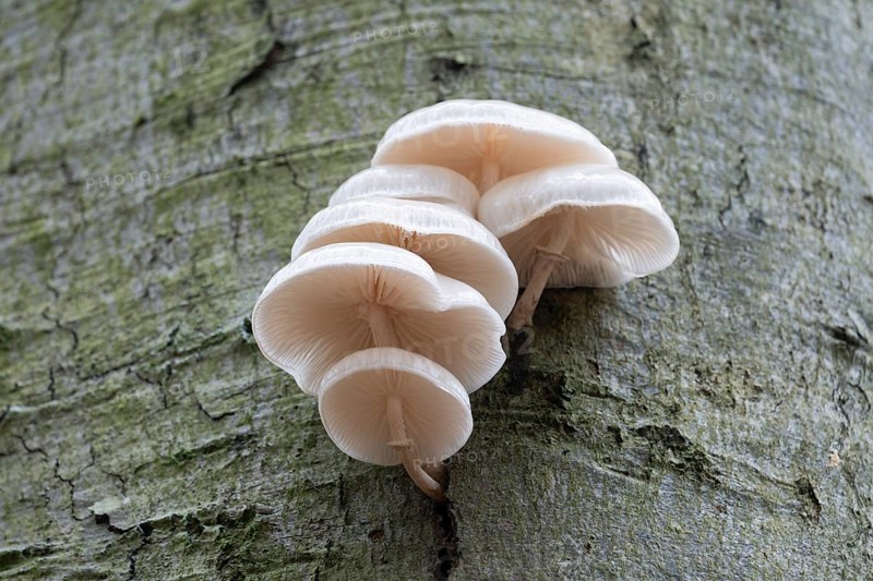 Ringed slime beetle (Oudemansiella mucida), fruiting body on the trunk of a copper beech (Fagus sylvatica), Hainich National Park, Thuringia, Germany, Europe