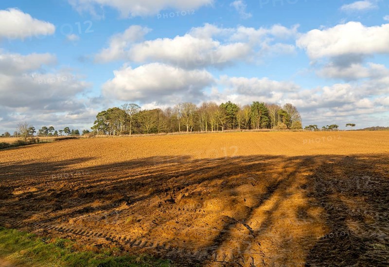 Sunny winter landscape cumulus clouds blue sky, copse of trees and ploughed field, Ramsholt, Suffolk Sandlings, England, Uk