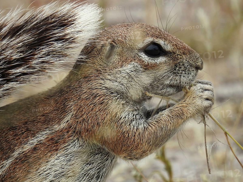 A ground squirrel gnawing on a branch surrounded by dry grass, African Ground Squirrel (Xerus), Central Kalahari Game Reserve, Botswana, Africa
