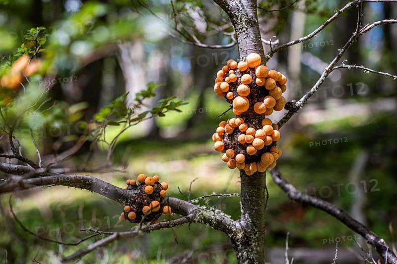 Cyttaria darwinii, Cyttaria growing in a tree branch, Pampa Alta hiking trail, Tierra del Fuego National Park, National Route 3, Ushuaia, Tierra del Fuego Province, Argentina, South America