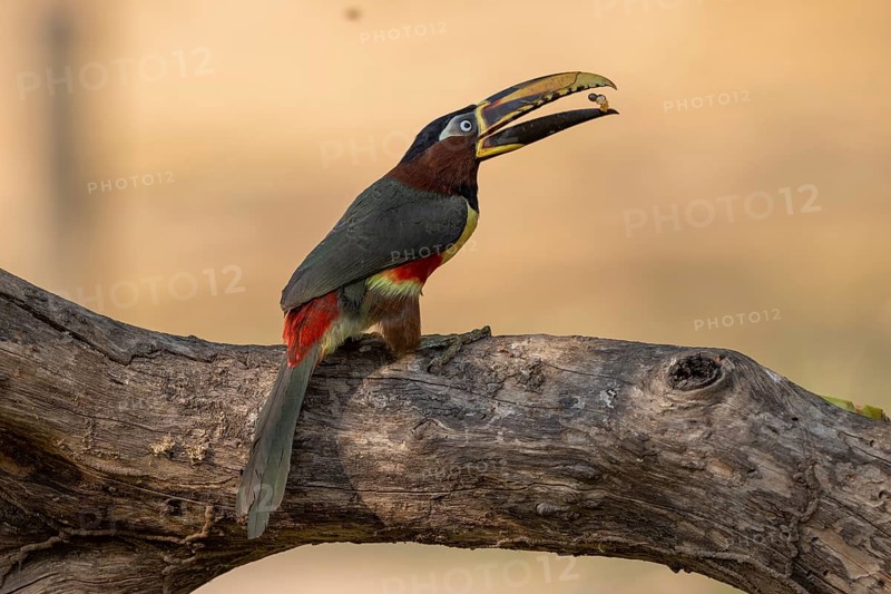 Brown-eared Aracari (Pteroglossus castanotis), throwing up food, Pantanal, Brazil, South America