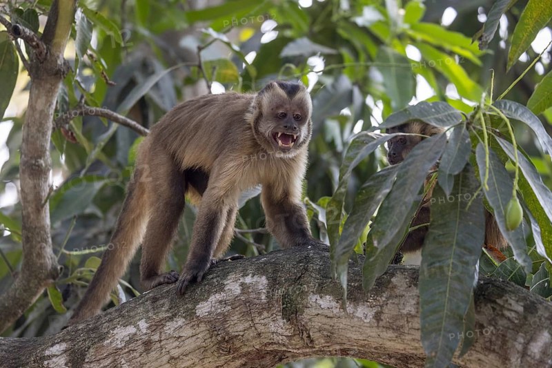 Crested capuchin monkey (Sapajus apella) or hooded capuchin, in a tree, Pantanal, Brazil, South America