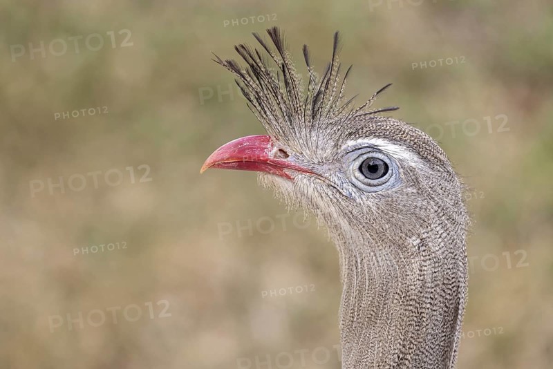 Red-footed seriema (Cariama cristata), portrait, grass savannah, Pantanal, Brazil, South America