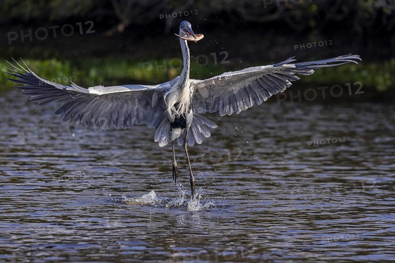 Cocoirei heron (Ardea cocoi), flying with fish, Rio Claro, Pantanal, Brazil, South America