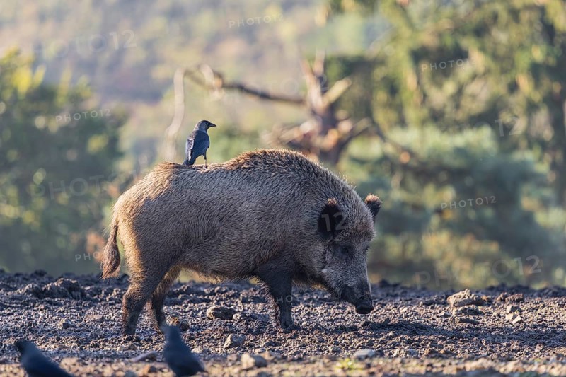 An adult female wild boar or wild pig (Sus scrofa) stands on a clearing searching for food. Western jackdaws (Coloeus monedula) sit on her or are standing close to it waiting to get their share