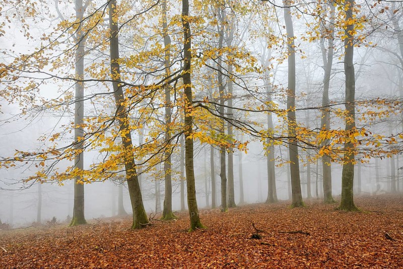 Beech forest, beech trees (fagus) with last yellow leaves in autumn, bare trees and fog, Kellerwald-Edersee National Park, Hesse, Germany, Europe